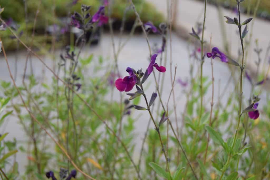Salvia x jamensis 'Nachtvlinder' ---